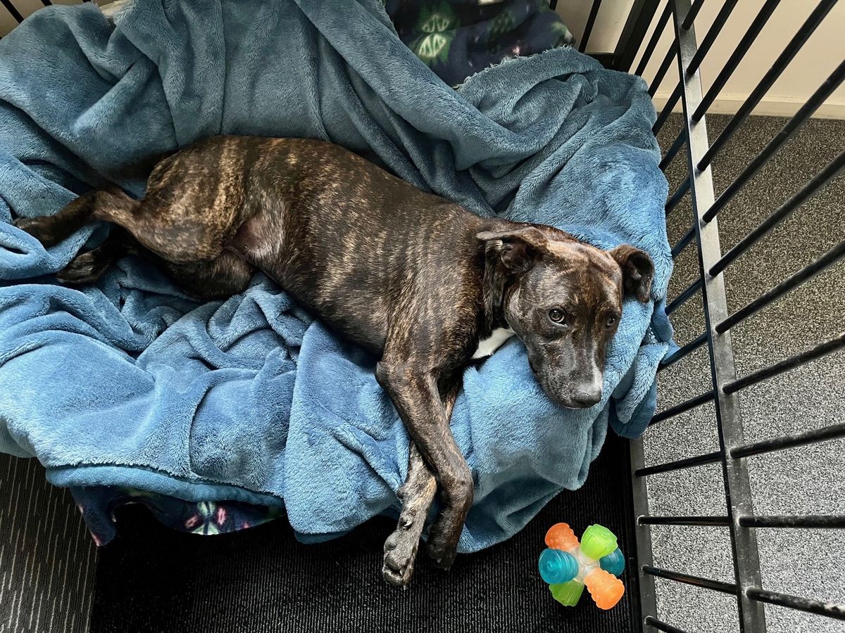 Gallery image: Chutney