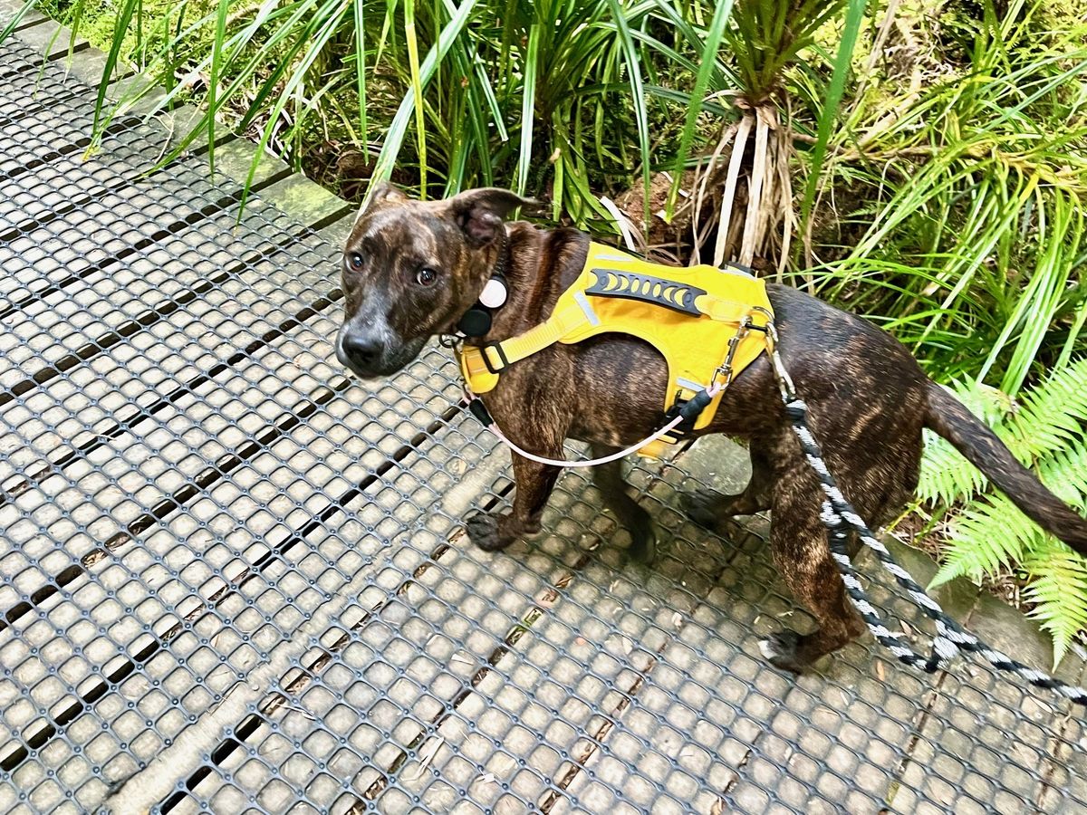 Gallery image: Chutney