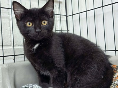 Miller - Domestic Short Hair