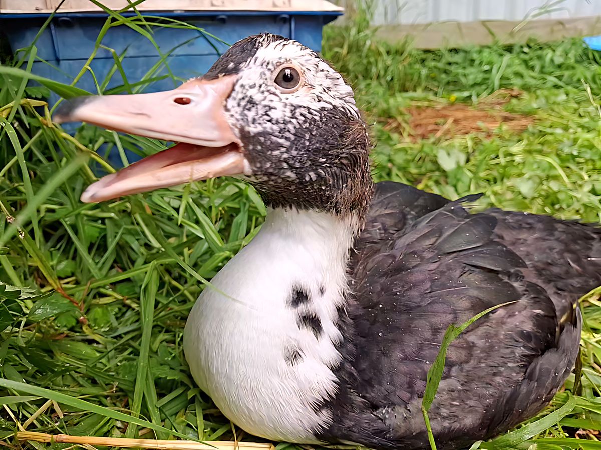 Gallery image: Wiggle Fizz