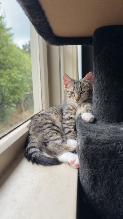 Beans - Domestic Short Hair