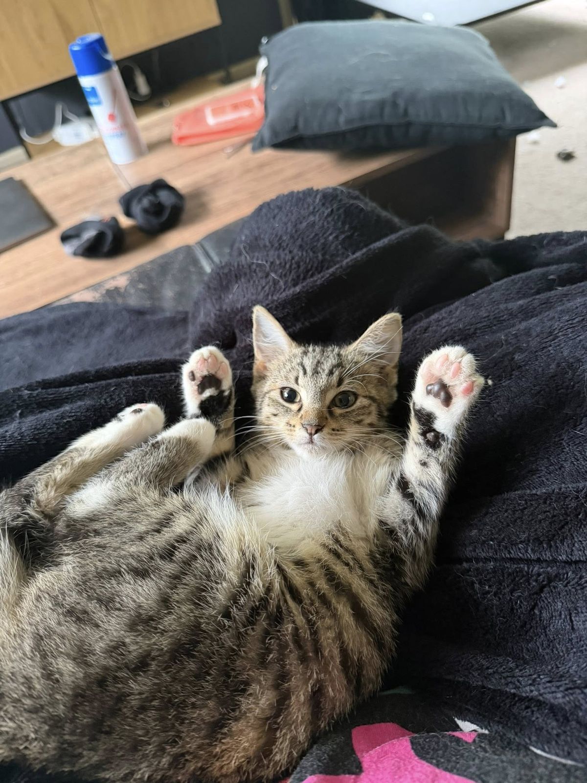 Gallery image: Beans