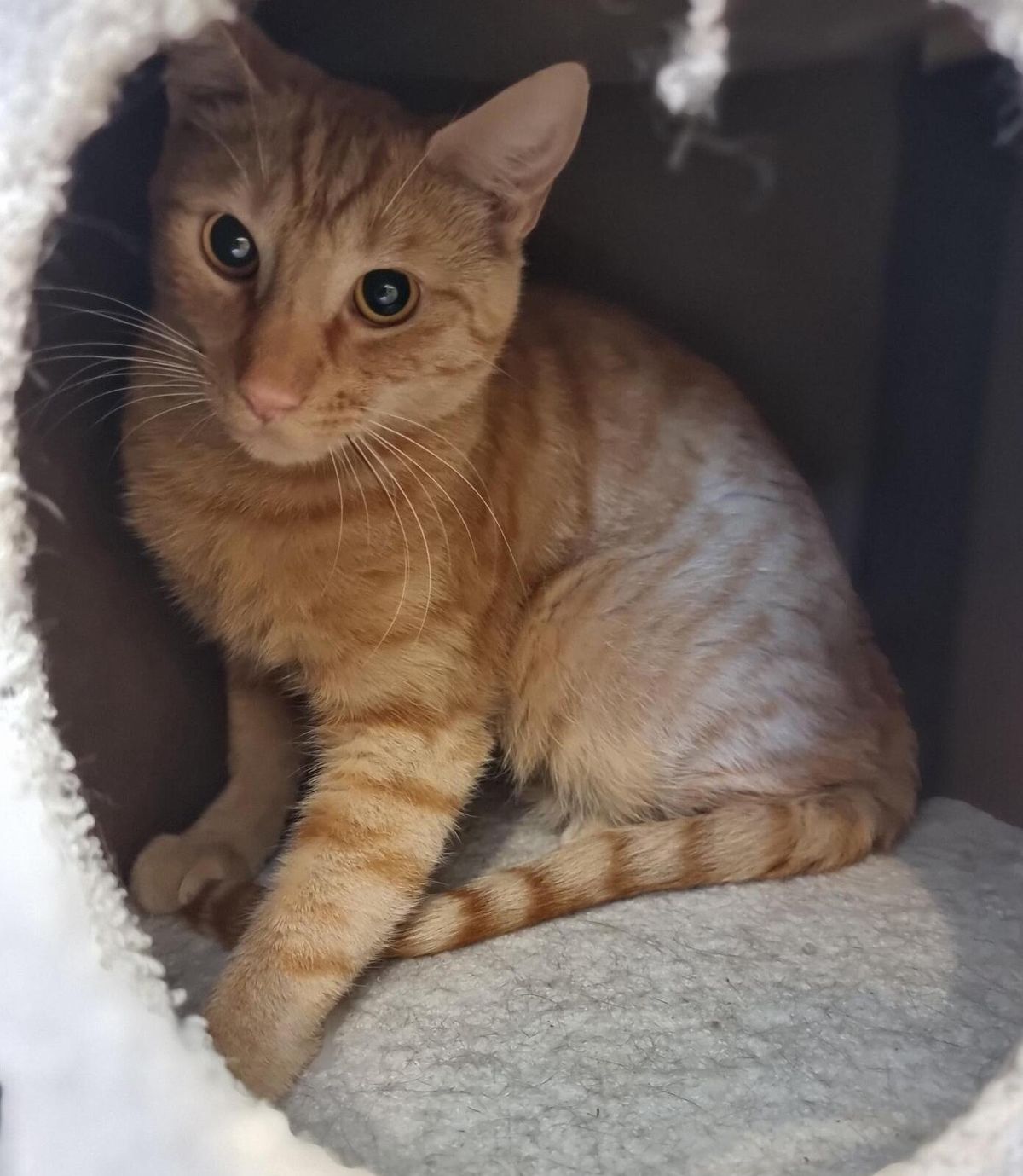 Gallery image: Buffalo