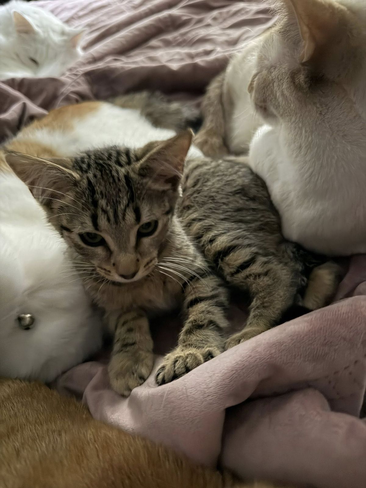 Gallery image: Chilli