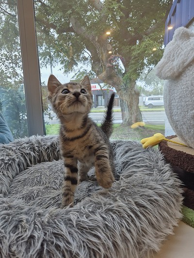 Arthur  - Domestic Short Hair