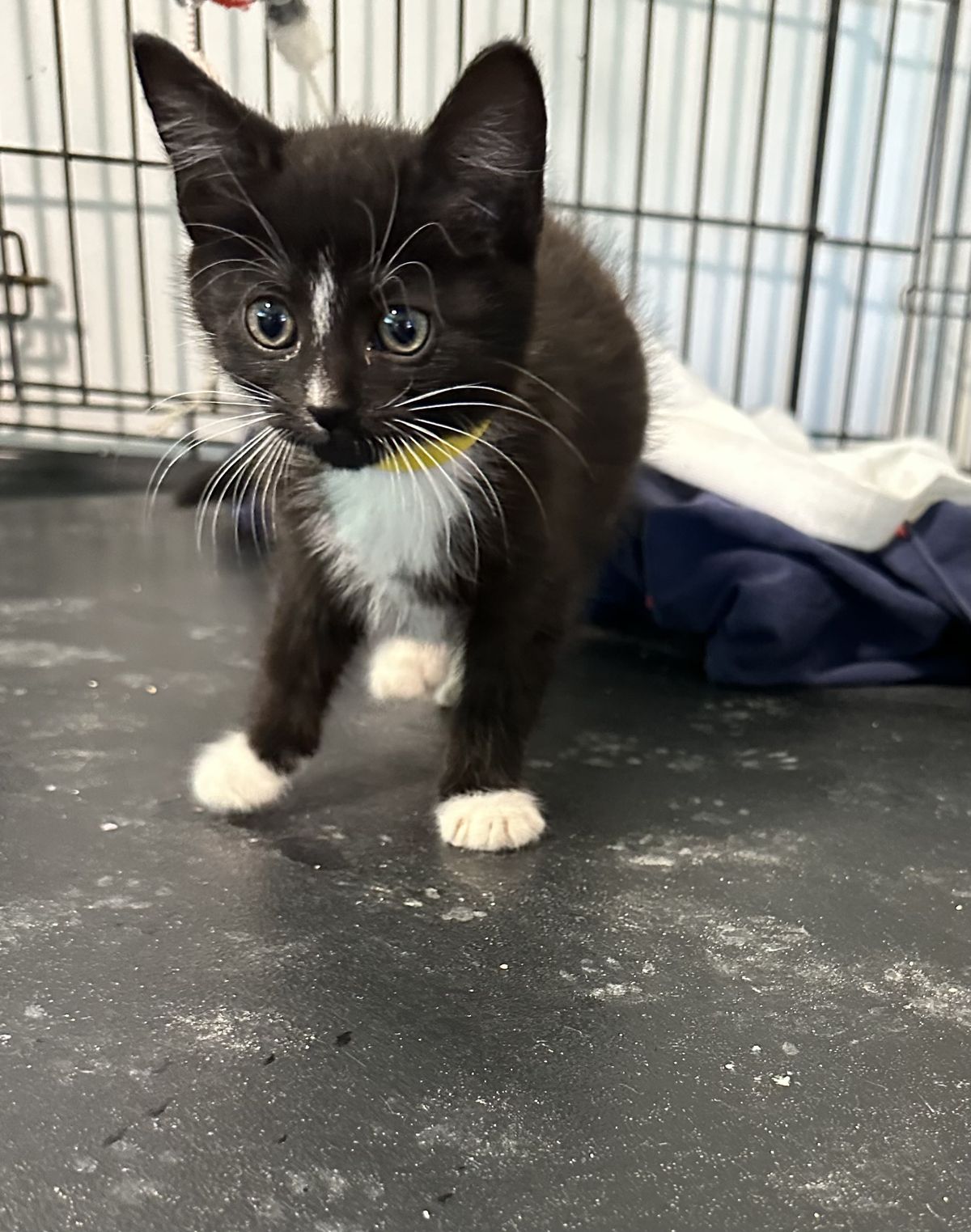 Gallery image: Grizzly 