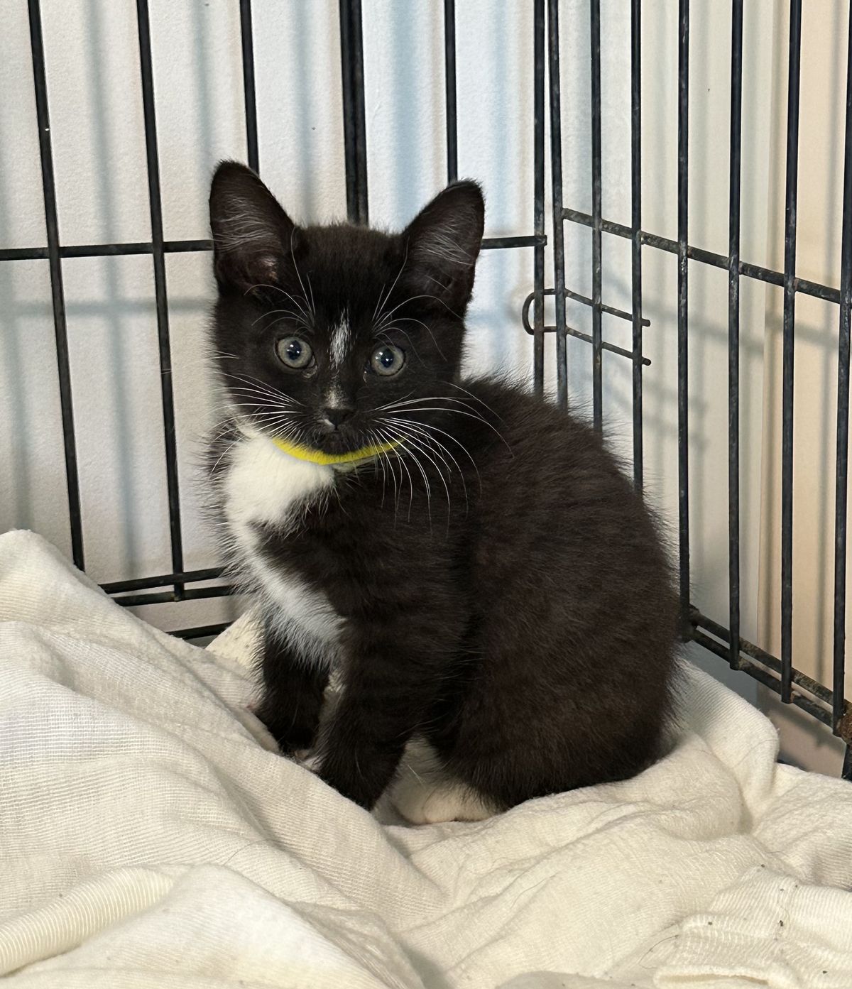 Gallery image: Grizzly 