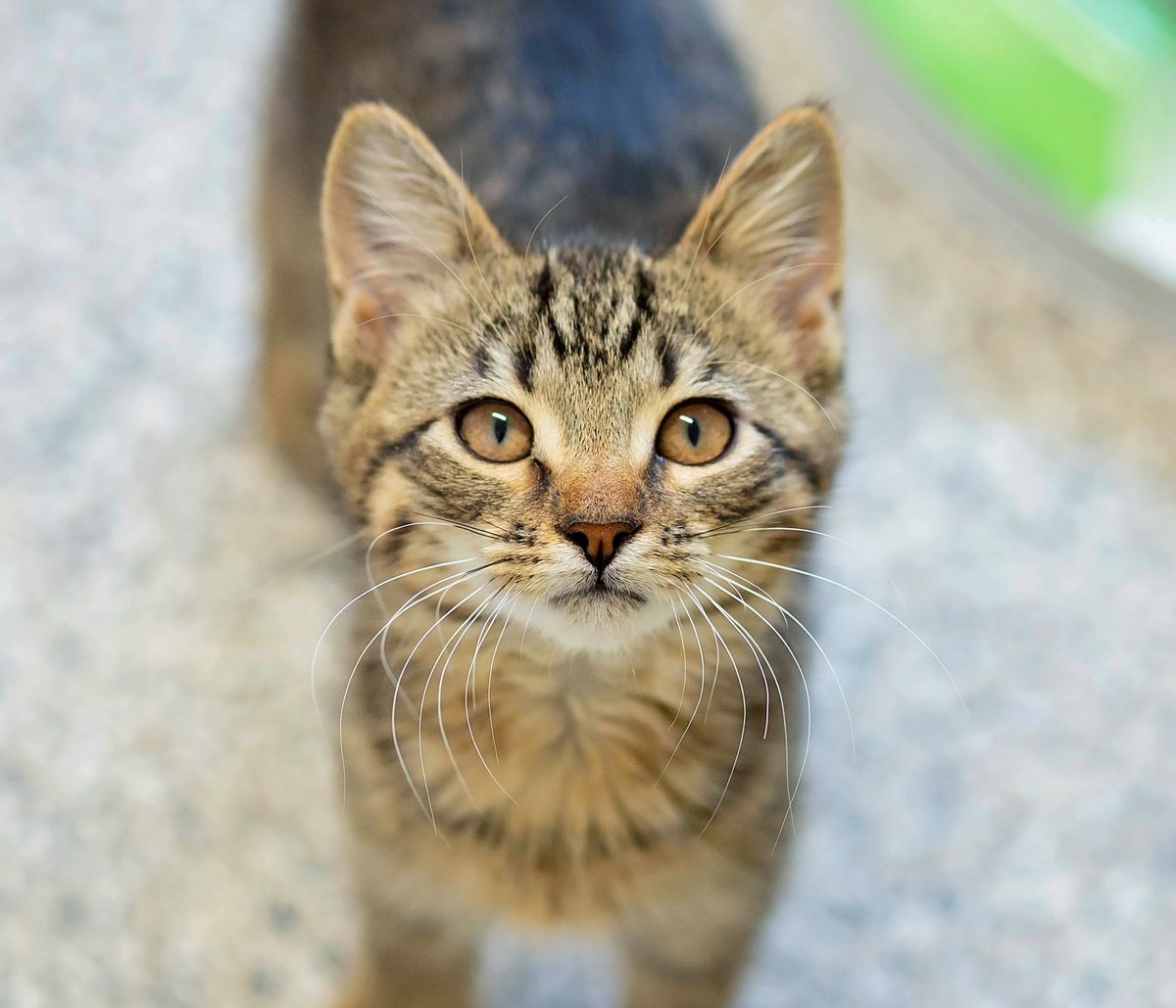 Gallery image: Pixel