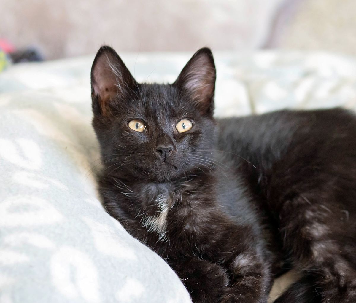 Gallery image: Glitch