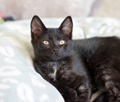 Glitch - Domestic Short Hair