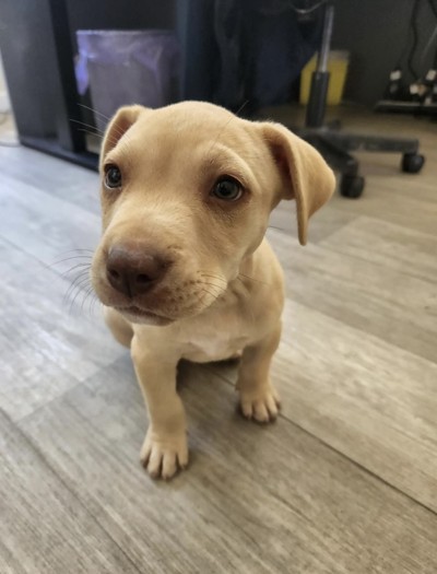 Jelly Baby - Medium Cross Breed