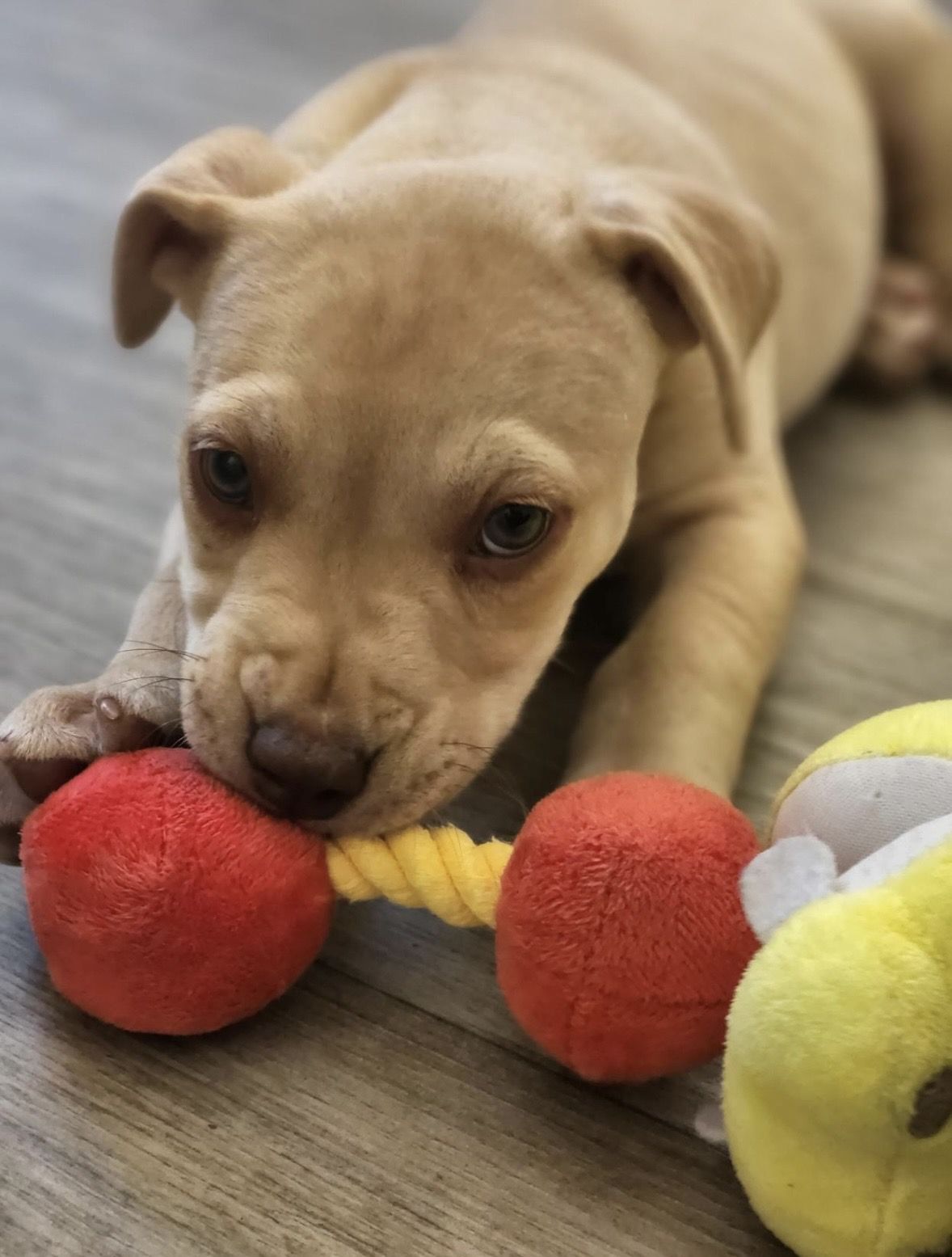 Gallery image: Jelly Baby