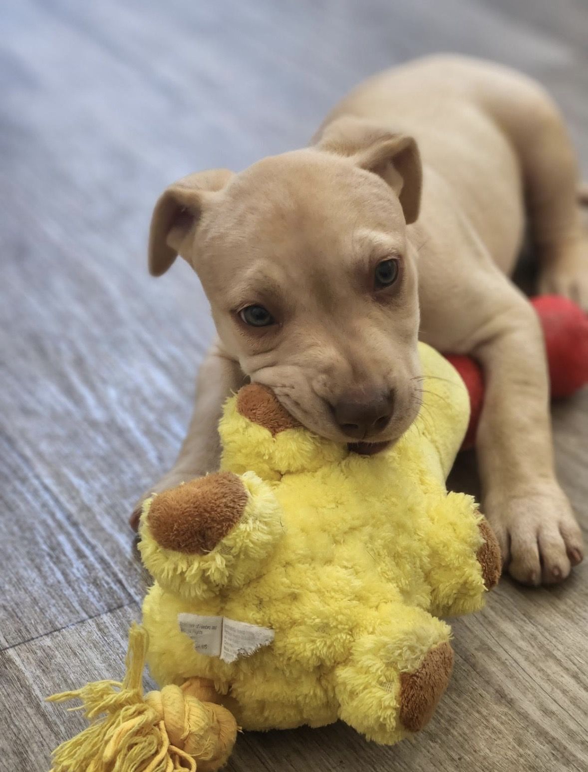 Gallery image: Jelly Baby