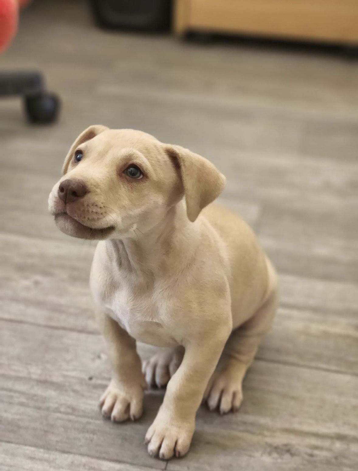 Gallery image: Jelly Baby