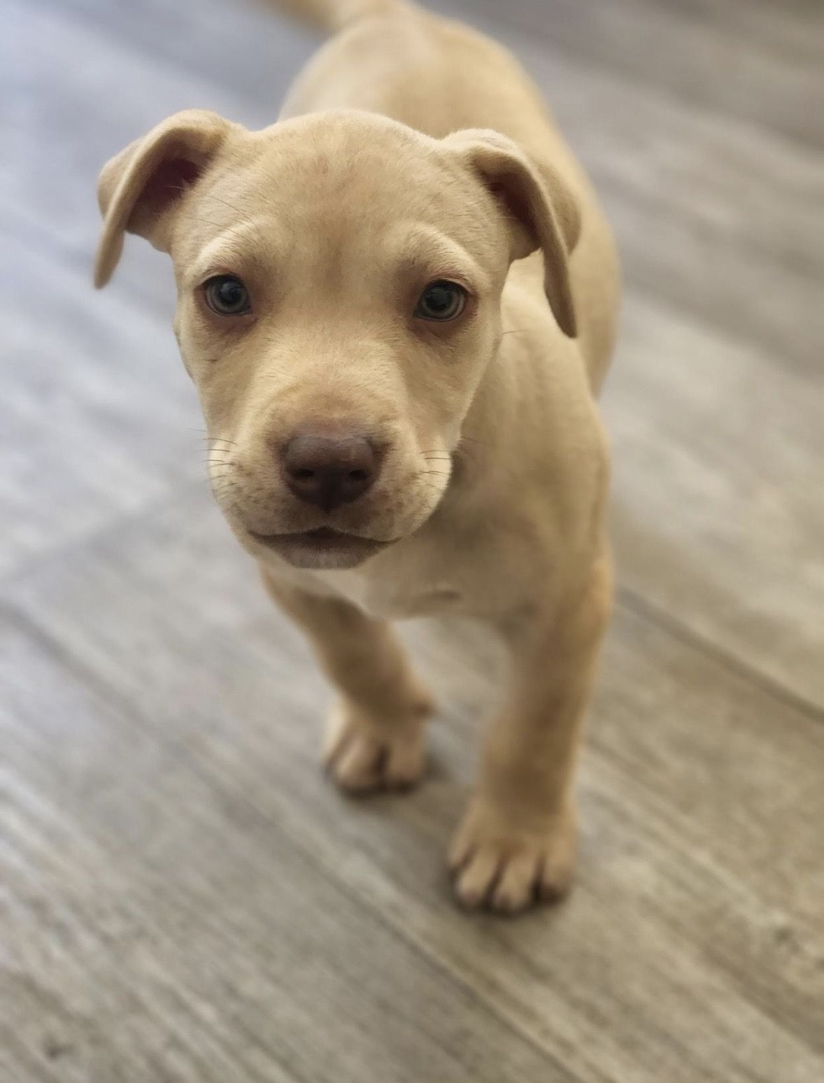 Gallery image: Jelly Baby