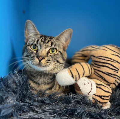 Biscuit - Domestic Short Hair