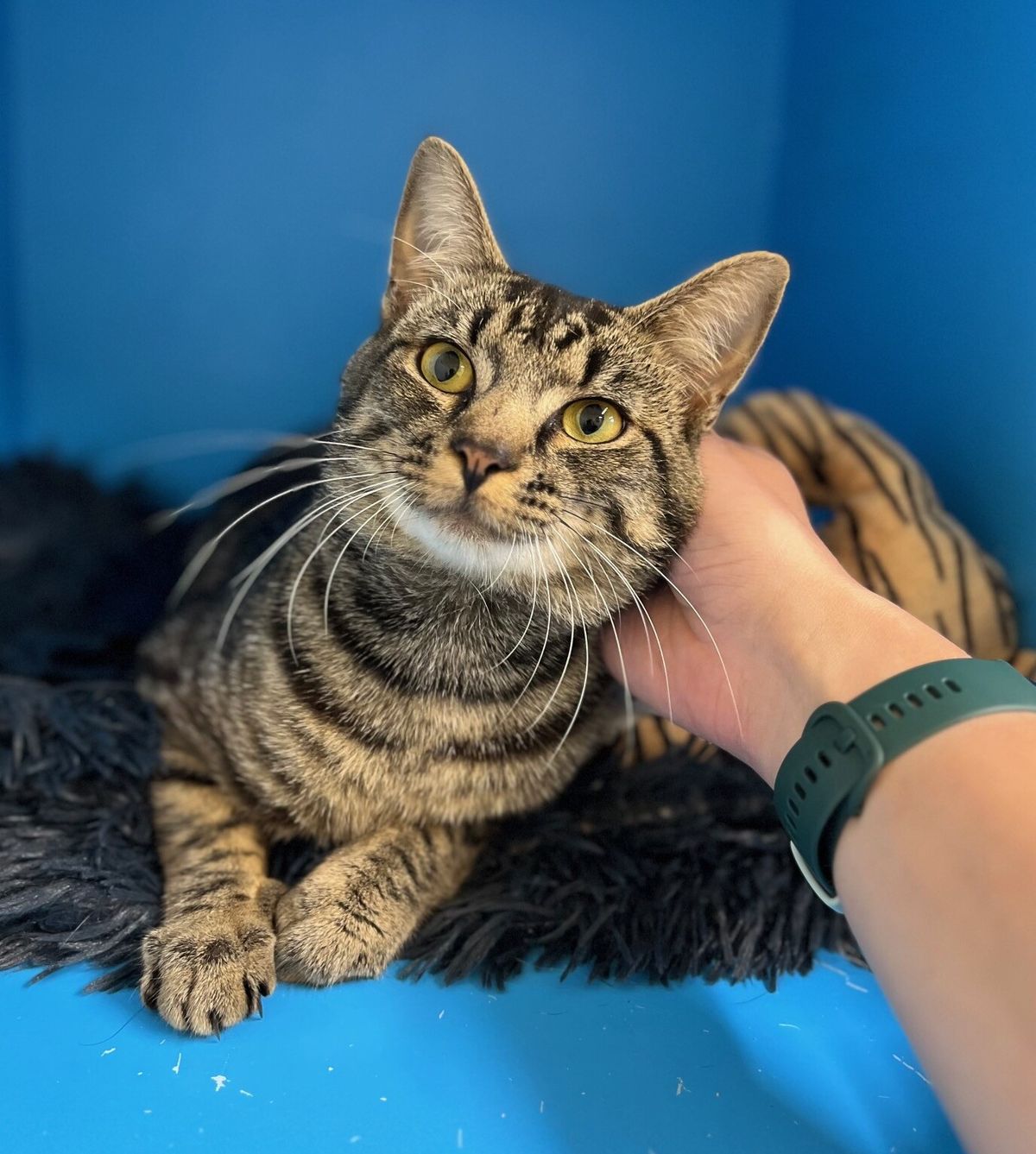 Gallery image: Biscuit