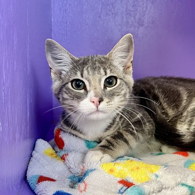 Percy - Domestic Short Hair