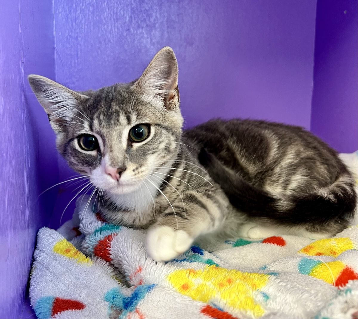 Gallery image: Percy