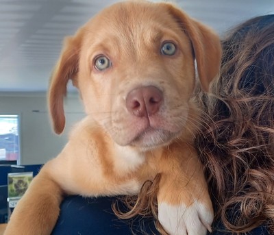 Fuzzy Bear - Golden Retriever