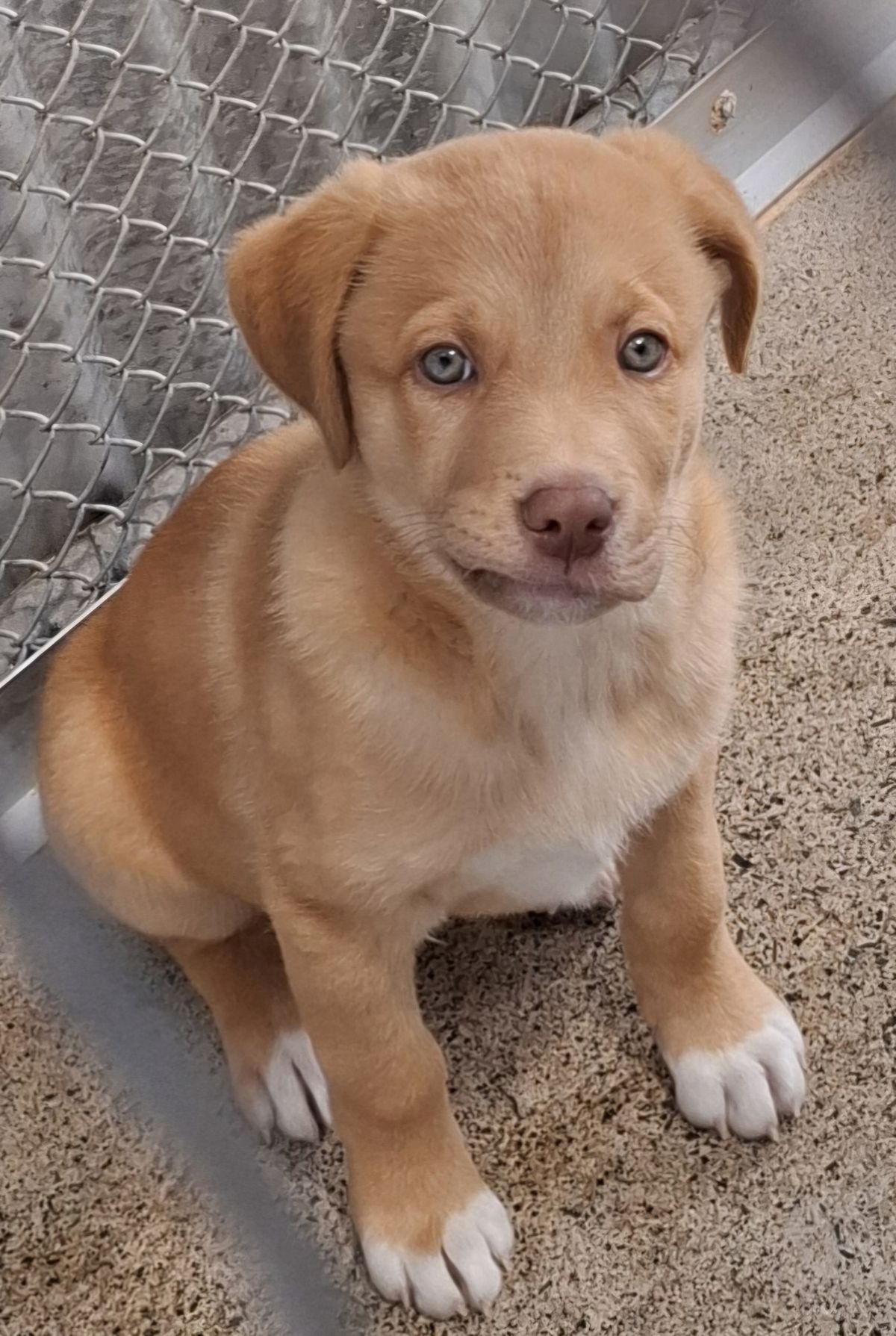 Gallery image: Fuzzy Bear