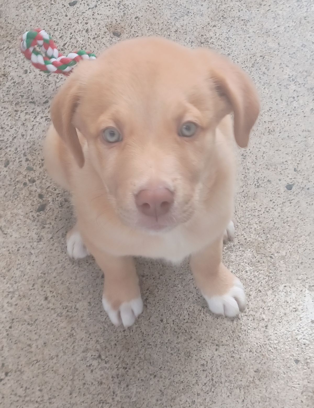 Gallery image: Fuzzy Bear