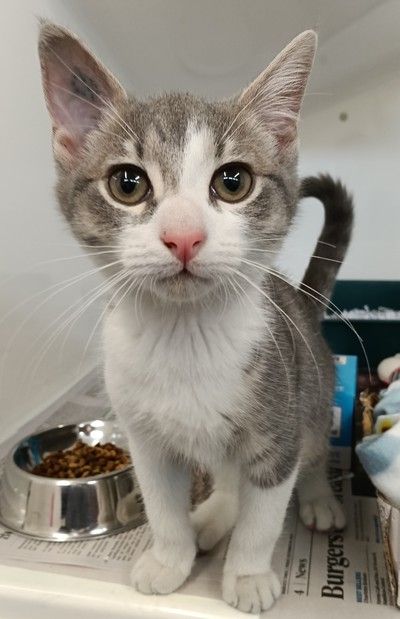 Travis - Domestic Short Hair