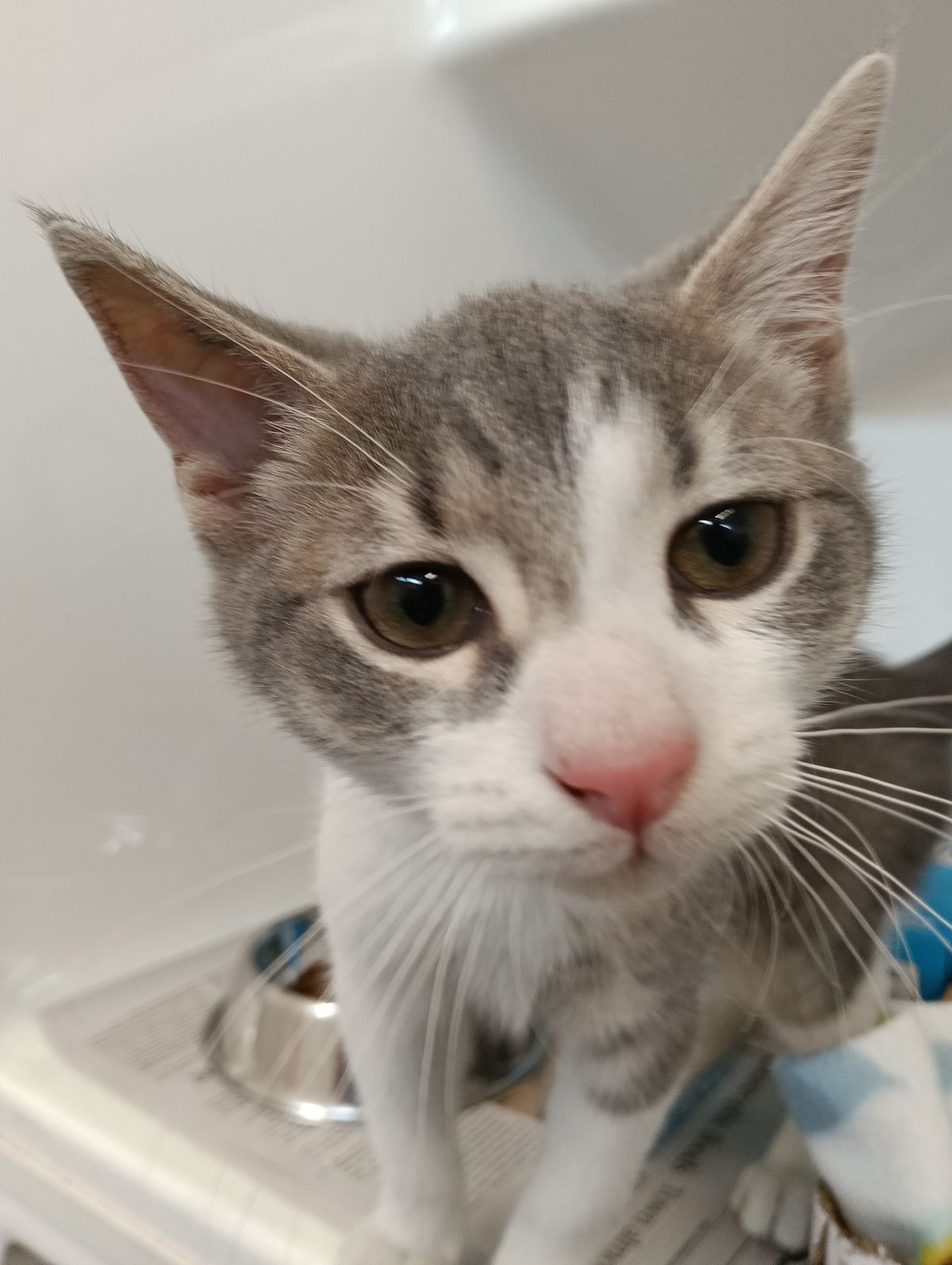 Gallery image: Travis