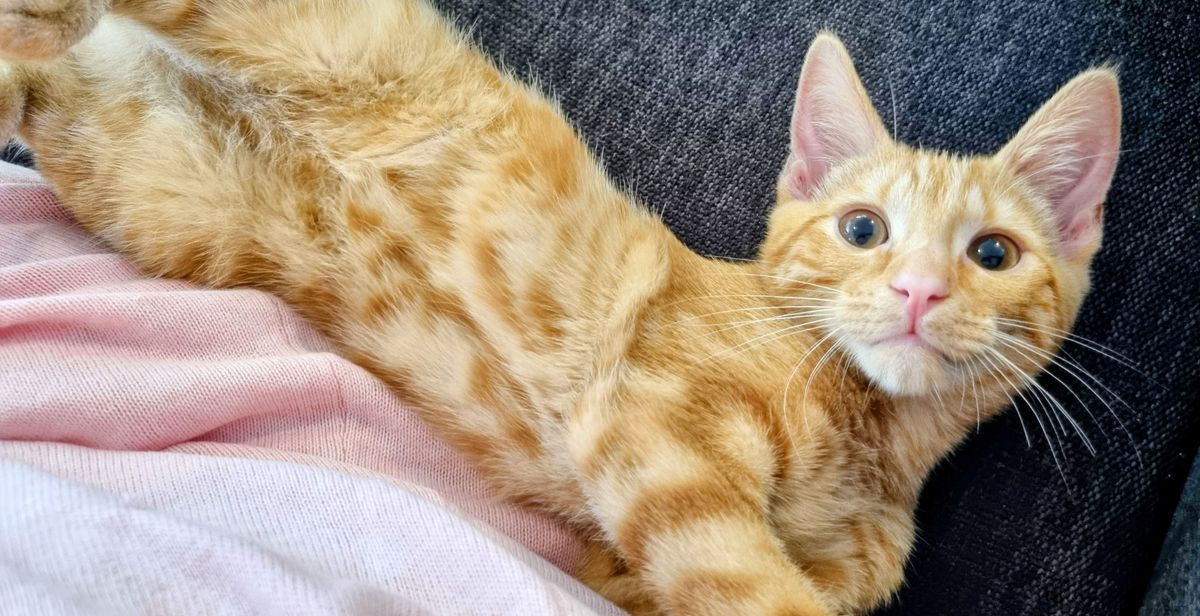 Gallery image: Hammie