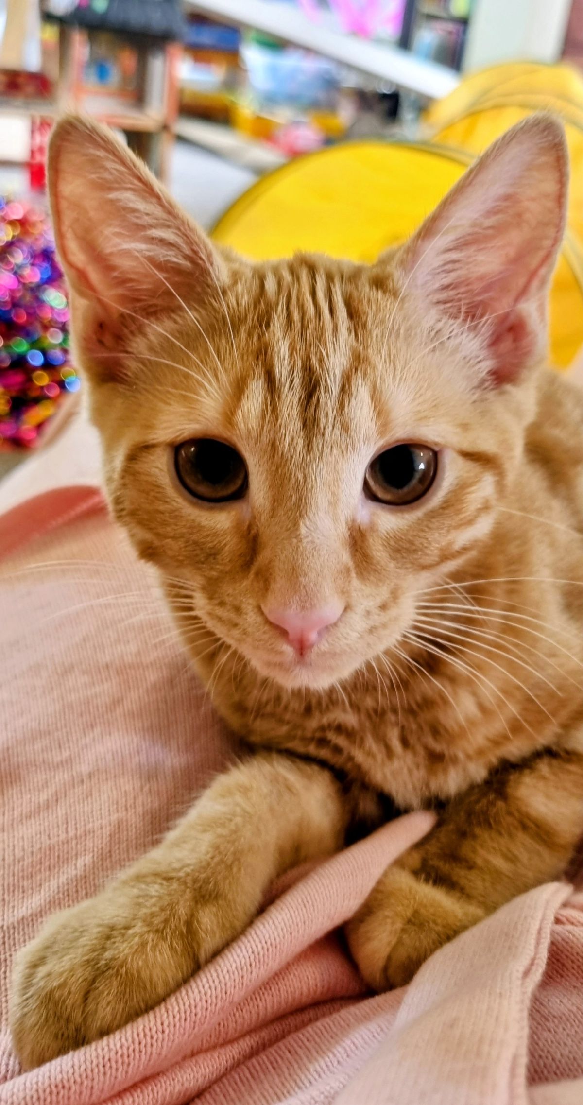 Gallery image: Hammie