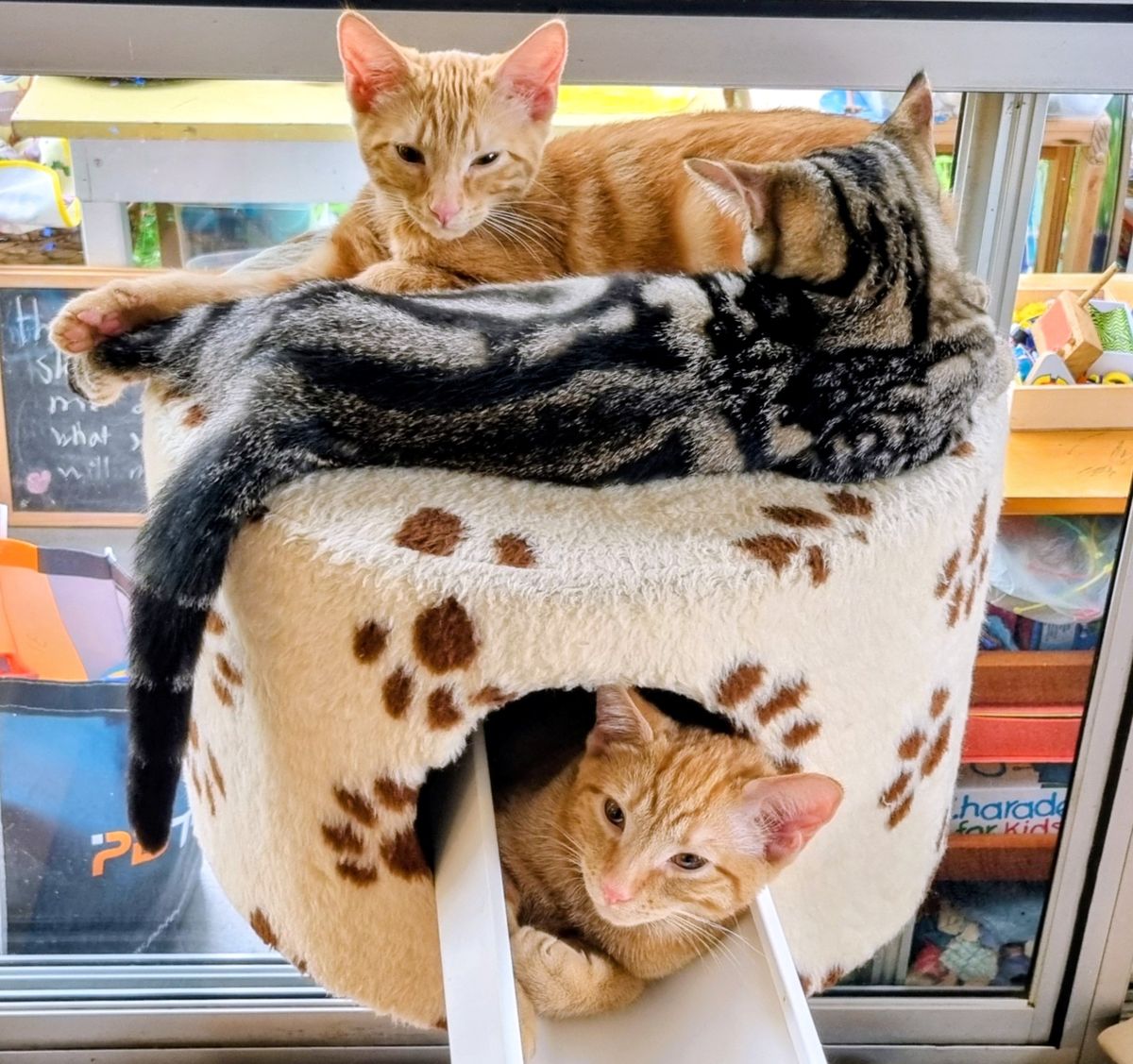 Gallery image: Chimken