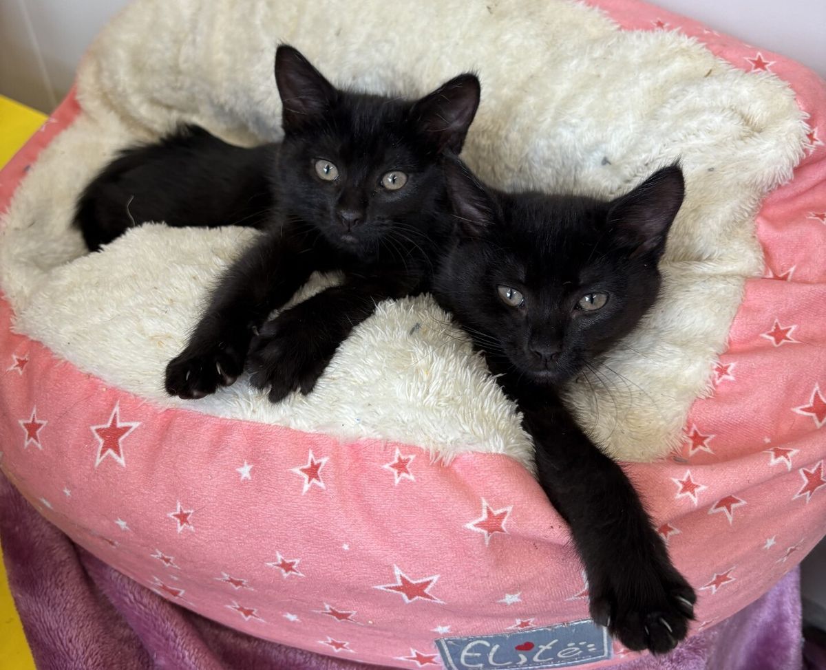 Gallery image: Tiddle