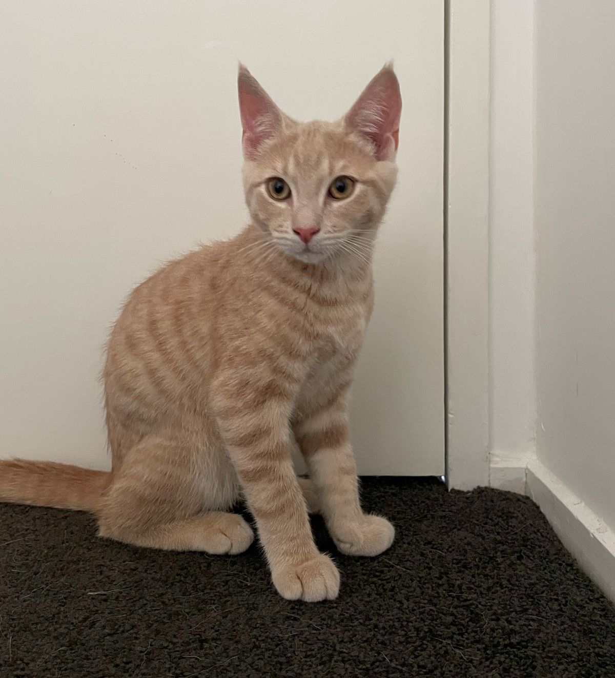 Gallery image: Oscar