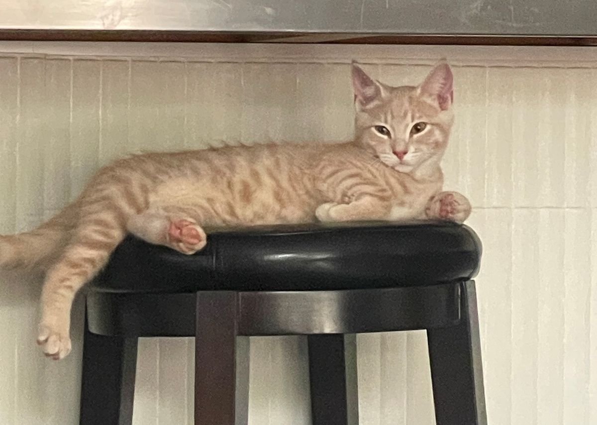 Gallery image: Oscar