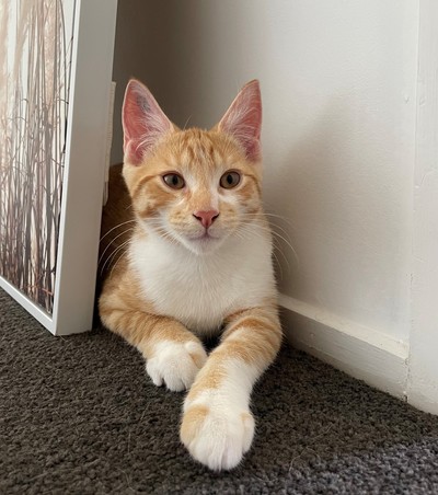 Lando - Domestic Short Hair