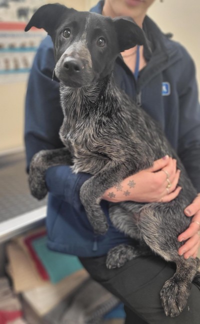 Darwin - Australian Cattledog