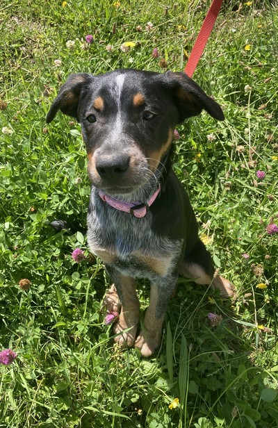 Toowoomba - Australian Cattledog