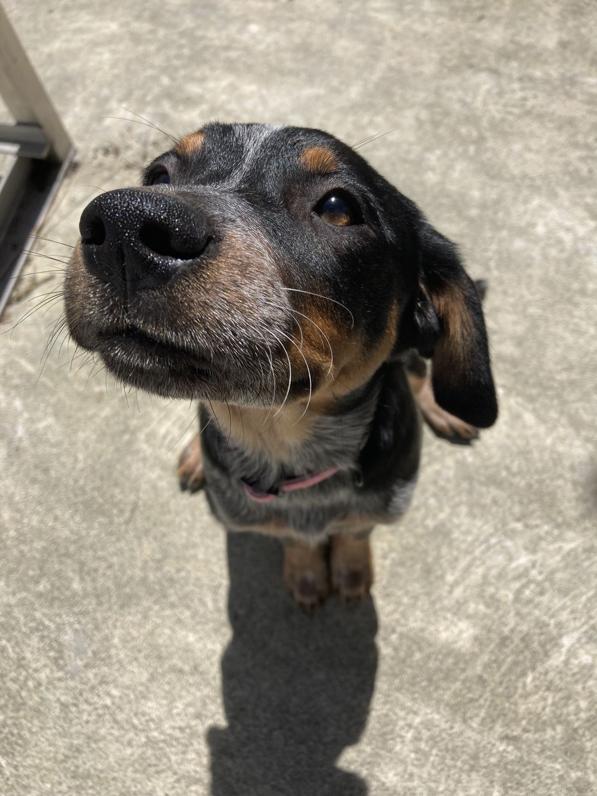 Gallery image: Toowoomba