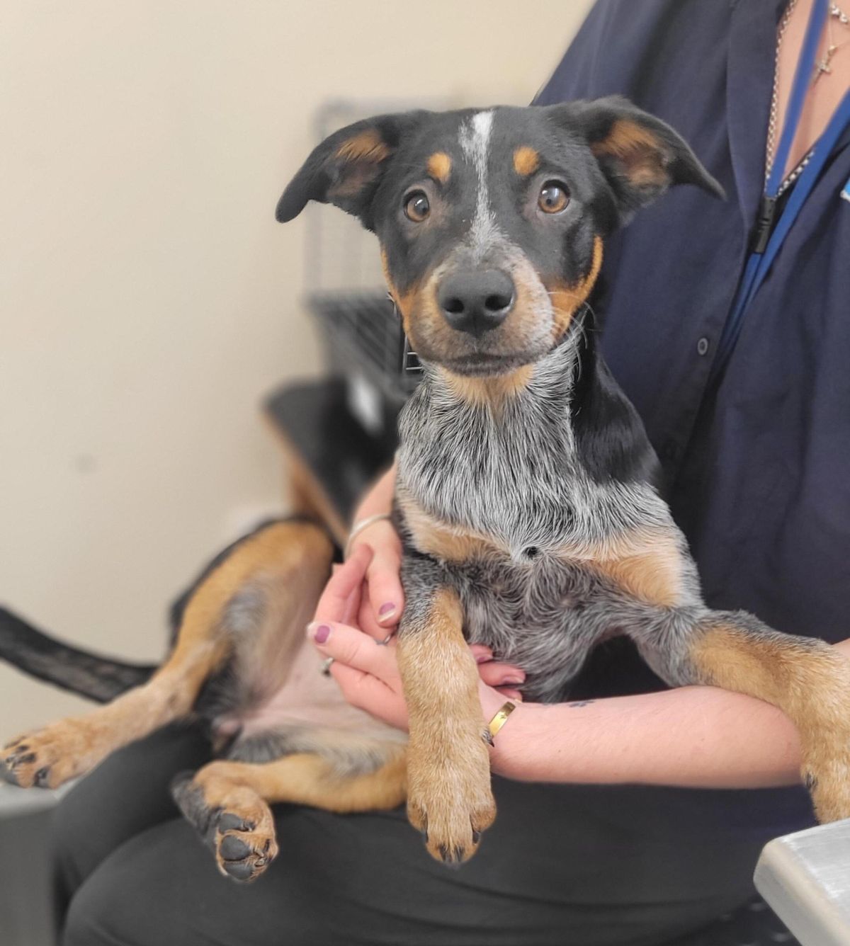 Gallery image: Toowoomba