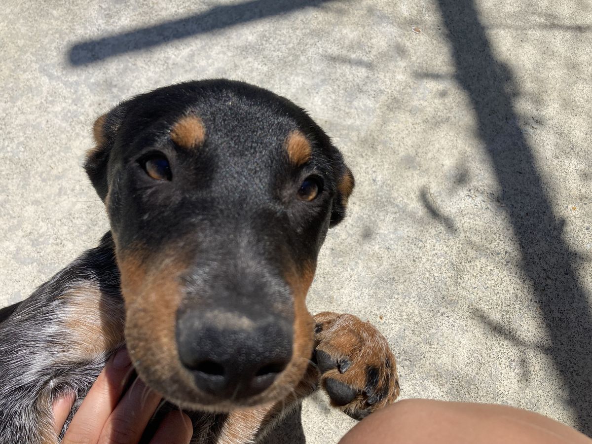 Gallery image: Bindi