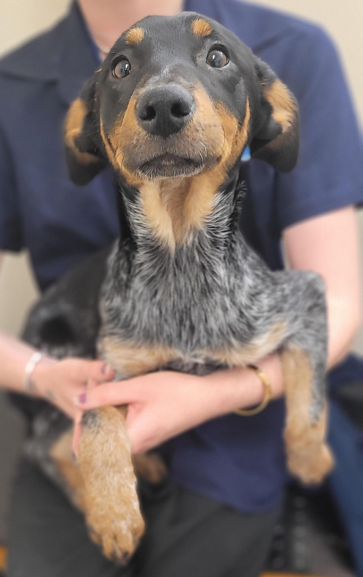 Gallery image: Bindi