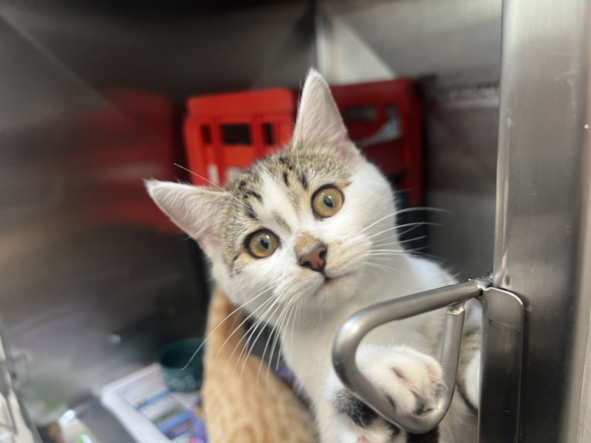 Gallery image: Teddy