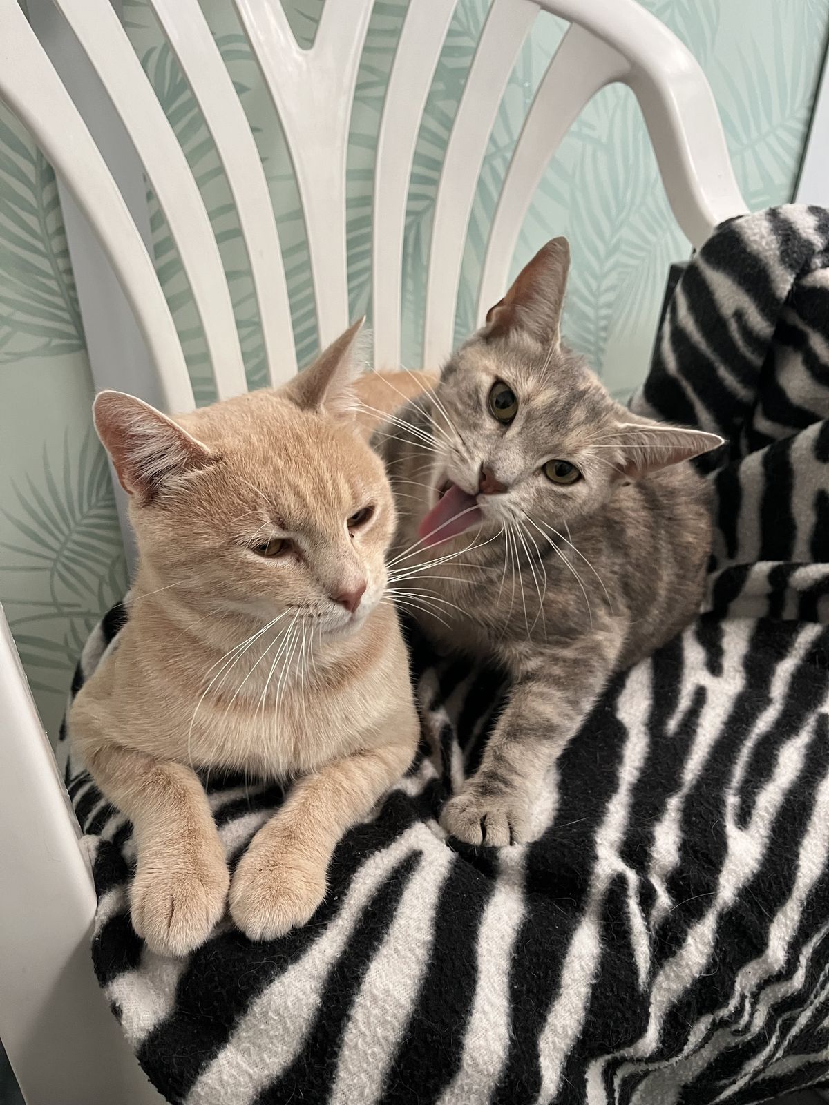 Gallery image: Lucas