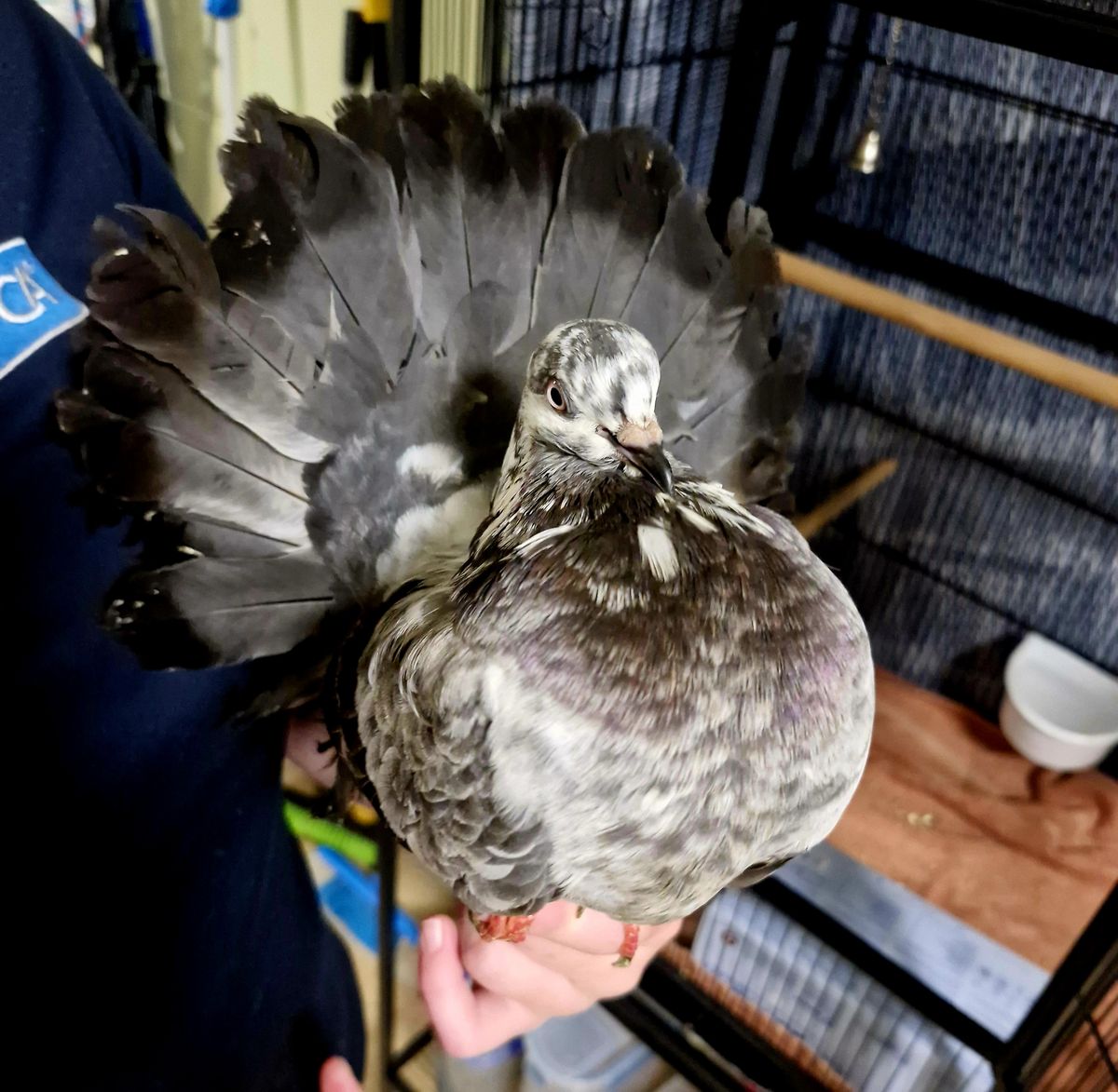 Gallery image: Swish