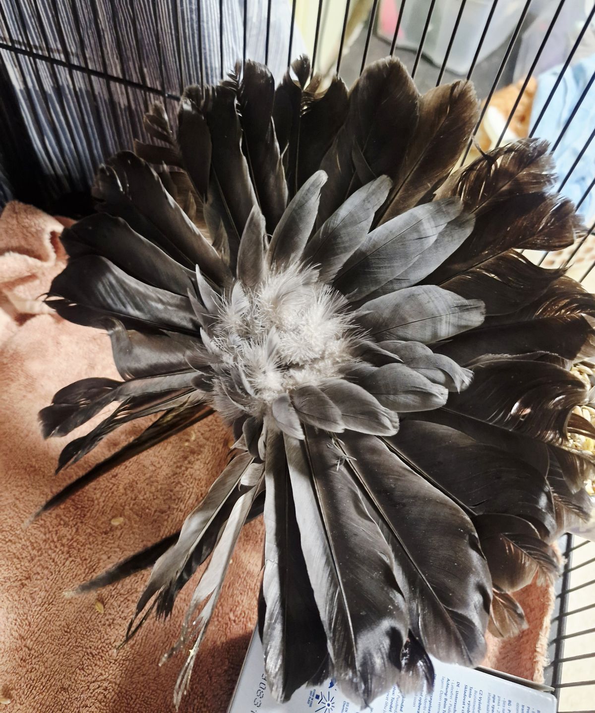 Gallery image: Swish