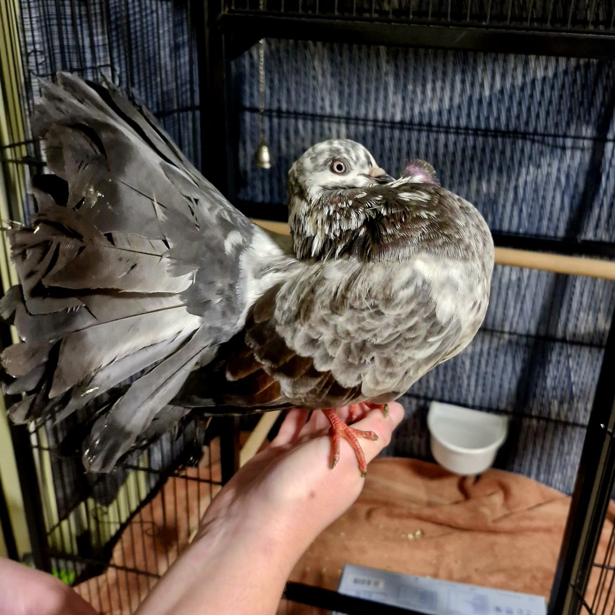 Gallery image: Swish