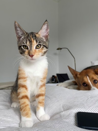 Max - Domestic Short Hair