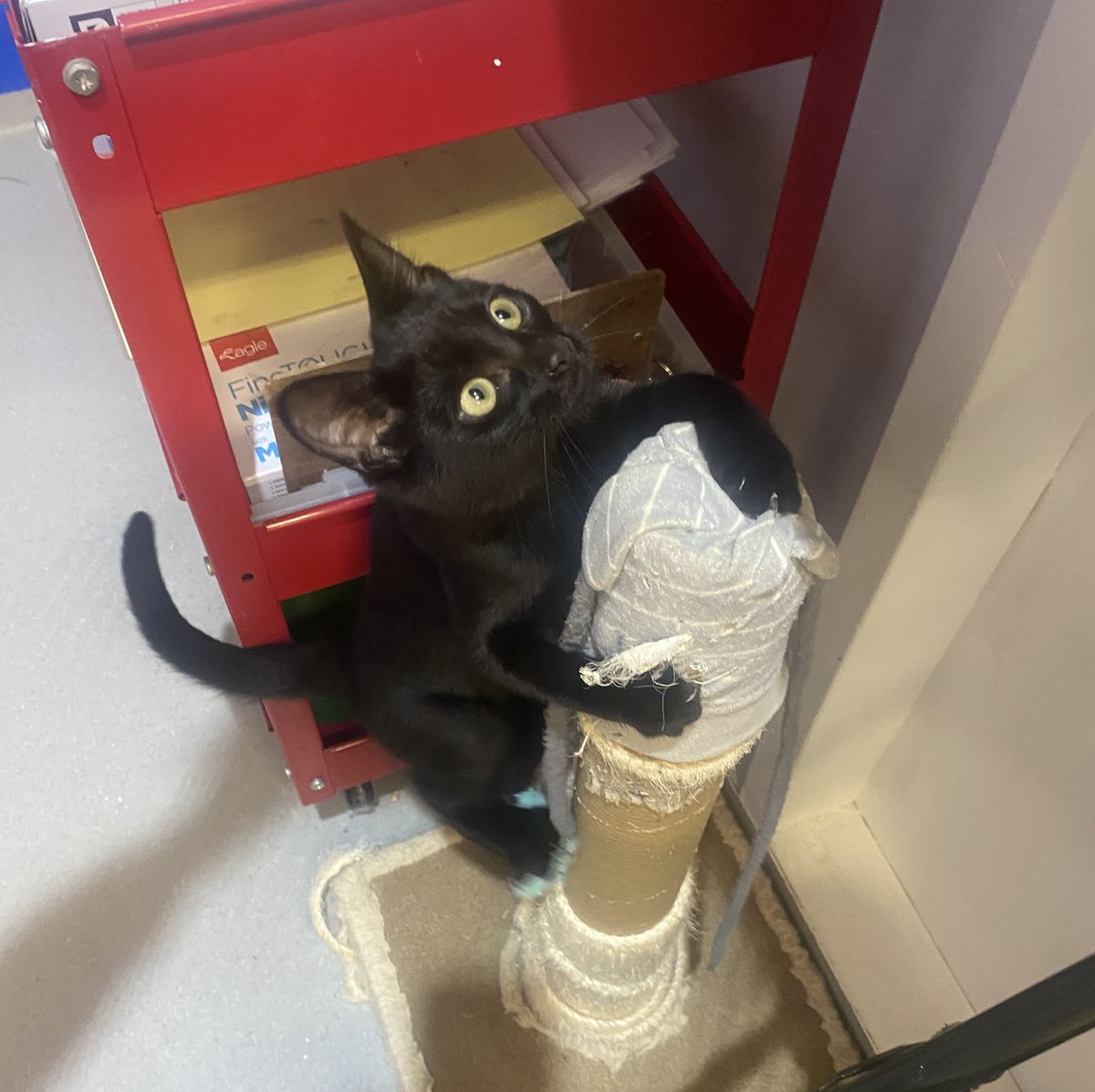 Gallery image: Mazie