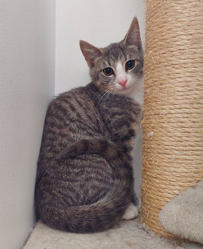 Marley - Domestic Short Hair