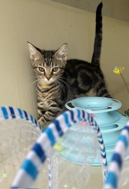 Gallery image: Toffee